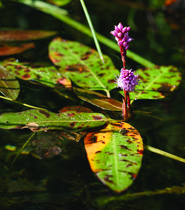 Water smartweed